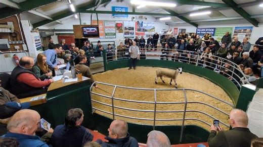 22K views · 211 reactions | That's all folks! Hawes Farmers Auction Mart Bluefaced Leicester Sheep Breeders' Association | Hutchinson Photography | Facebook