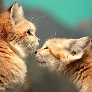 Sand Cats - Fluffy Hunters of the Desert