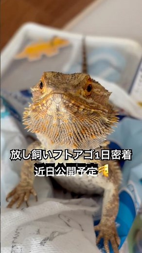 【予告】フトアゴヒゲトカゲ1日密着
