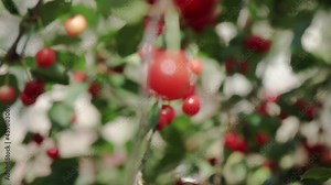 Red sour cherry tree branch with pair of tasty fruit on wind. Close-up cherry tree branches and fruit