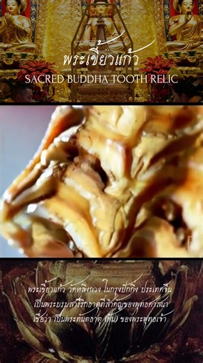 9.8K views · 253 reactions | The Buddha's Tooth Relic, a sacred treasure, is kept at Ling Luang Por Temple in Beijing, China. People from all over the world visit to feel inspired and connected to the Buddha's teachings. | InnerDhamma | Facebook