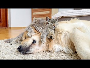 Adorable Kittens Think Their Golden Retriever Is The Perfect Bed!!