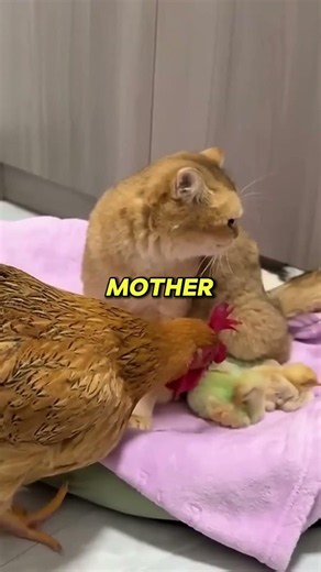 Jexi the cat loves to take care of all his friends. #cats #animals #friendship #usa