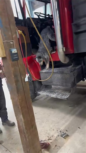 12K views · 256 reactions | - 7215793945085742379_fix_001 #blueheeler #aussie | J. Patters | Facebook