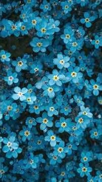 3 minute blue flower background #blue #flower #background #wallpaper