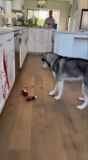 The ketchup chaos you didn’t expect! #funnyanimals #animals #funnypets