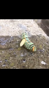 12K views · 1.6K reactions | "Sulla tuta di Kane era comparsa una...