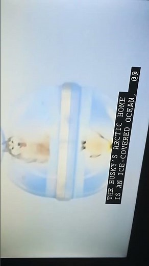 Artic vs Antartic Eyewitness VHS