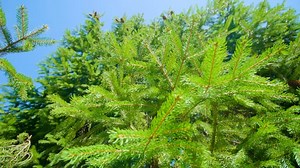 Free video - Trees, Pine Tree, Trunks, Branches