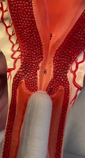 Understanding Menstruation for 12-Year-Old Girls