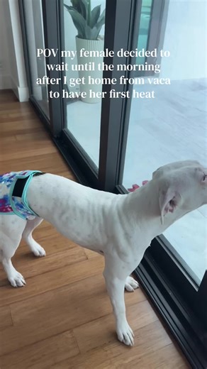 Understanding Dog Heat Cycles: What to Expect