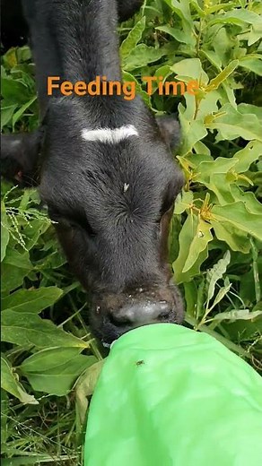 Feeding a Calf: The Ultimate Bottle and Teat Guide! #shorts