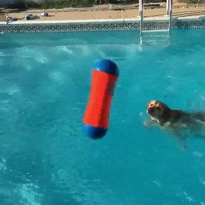This dog loves swimming in the pool | Funny Animal Videos