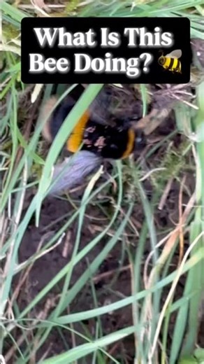 What Is This Bee Doing? 🐝🤔 #Bee #WhatIsThis #NatureMystery #Wildlife #Pollinators #Insects