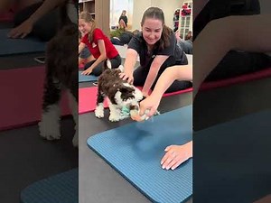 ZenPaws Yoga – Gentle Dog Yoga Sessions for Bonding, Relaxation, and Happy Healthy Pets