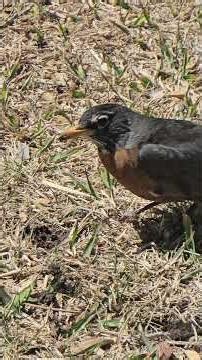 American Robin picking grubs and eating them