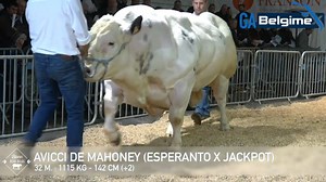 Avicii De Mahoney (BB9725) is the definition of perfection! Incredible length, width, style and extremely correct. Our team had the pleasure of attending the Génétique Avenir Belgimex (GAB) bull presentation evening recently and we were again so impressed by the outstanding animal. | Dovea Genetics