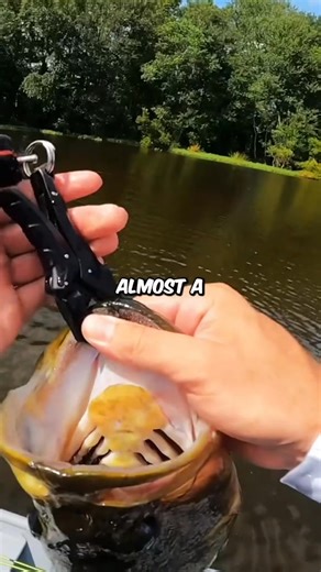 6.8K views · 40 reactions | Kickin TheirBasstv on Reels | Facebook