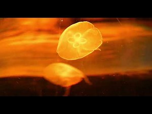 σ-Algebra Explained Easily | Measure Theory Basics