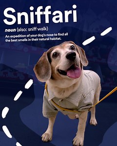 Cold weather exercise hack: Bring your pup to Petco for a sniffari ❄️🐶🛒 | Petco