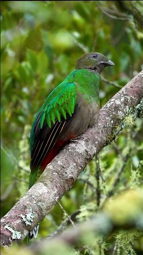 Avian biodiversity bird-4K