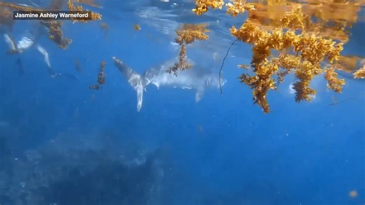 WA woman dragged underwater by tiger shark