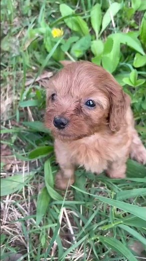 The cutest Pomapoo Puppies. #pomapoo #puppy #cuteanimals #doodlepuppy