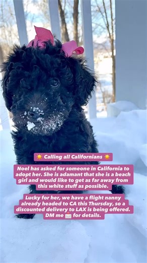 ☀️ Calling all Californians ☀️ Noel has asked for someone in California to adopt her. She is adamant that she is a beach girl and would like to get as far away from this white stuff as possible. Lucky for her, we have a flight nanny already headed to CA this Thursday, so a discounted delivery to LAX is being offered. DM me 📩 for details. #toygoldendoodle #california #availablepuppy #blackgoldendoodle #goldendoodlepuppy | Toy Goldendoodles