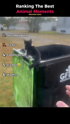 Ranking The Best Animal Moments (Startled Cats)