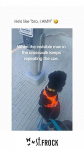 my dog thinks the crosswalk button saying wait is talking to him 😭 he’s been so patient 💔 what do you think he is thinking? (via casmforyou on IG) #stfrock #viral #memes #funny | St Frock