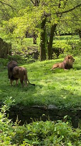 Today’s #MomentofZoo captures a spring day at the park with our lions in African Plains. | Bronx Zoo