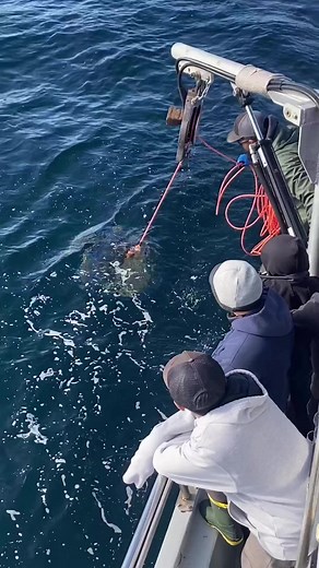 2.6M views · 10K reactions | Oakland Anglers had a great time with our Ambush Hoop Nets this season! IG Repost from @oaklandanglers #crabbing #crabs #oaklandanglers #norcal #norcalcrabs #norcalcrabbing #crab #dungenesscrab | Promar & Ahi USA | Facebook
