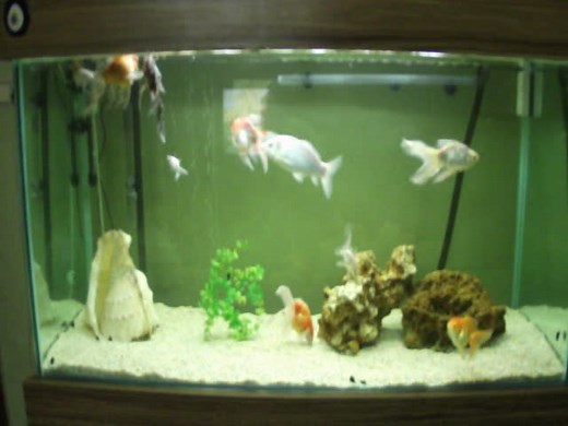 japon balığı akvaryumu-goldfish aquarium hd1080p