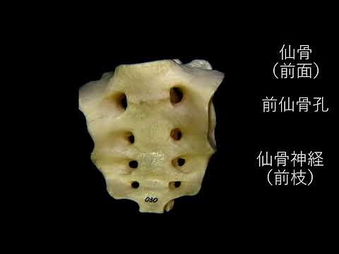 仙骨の観察