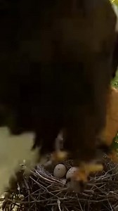 281K views · 2.3K reactions | Cat Heroically Saves Eggs from Snake! Watch a cat bravely protect a nest from a snake. Generated using Kling AI . . . (For entertainment purposes only. Consult professionals if guidance on activities is presented. No brand affiliation is implied if any are shown. If inspired by true events, creative adaptations may be included. Content may include public footage.) | Fabiosa UK | Facebook