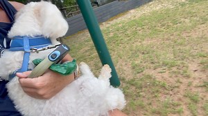 107K views · 4.8K reactions | Smartest dog ever! I was swinging and Max was watching and when I tried to leave, he pulled me back to the swing. I picked him up and he loved it. Awe.. I love this dog! | Tripp Halstead Updates | Facebook