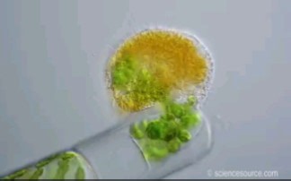 “吸血鬼”阿米巴：我是你的破壁人！