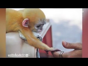 Orphaned baby monkey won't let go of man who saved him