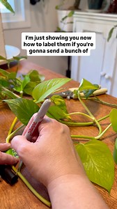 Did you see the lists at the end?? That’s not even all the varieties out there. How many different pothos do you have?? #pothosplant #plantcollection | Pothosiblyaboutplants