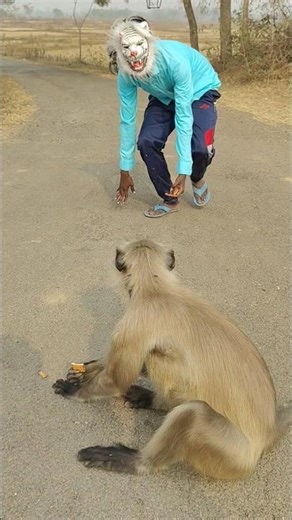 Monkey Sitting on the Road, I Approached Wearing an Animal Mask 😱 #monkey #animals