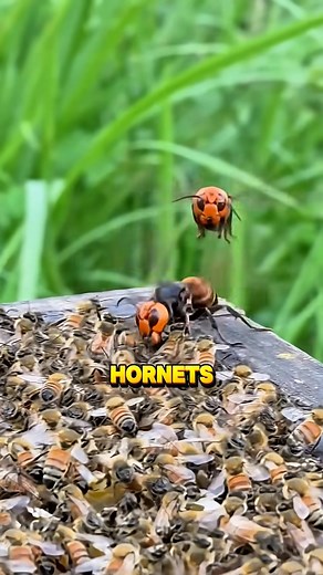 36K views · 40 reactions | . . . . . . . #didyouknowthat #interestingfacts #factsyoudidntknow #factsdaily #dailyfactsvideos | Know It All | Facebook