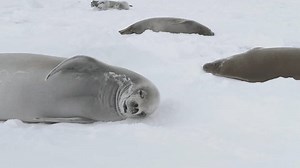 Antarctic Crabeater Seal Baby Play Muzzle Stock Footage Video (100% Royalty-free) 3419083835 | Shutterstock