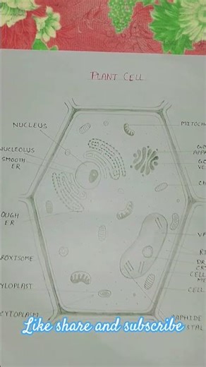 plant cell diagram# science class 9th #chapter 5,the fundamental unit of life