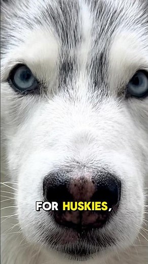 Why Do Huskies Have Blue Eyes? The Surprising Genetic Reason!