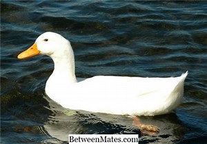 Diferença Entre Hindi e Gujarati Diferença entre - Outras 2026