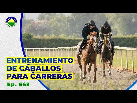 563. ¿Cómo se entrena un caballo para carreras?