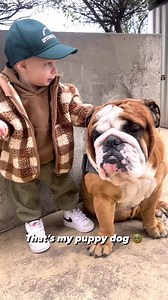 Two super cute 😍 #bulldog #bulldogingles #bulldogmoments #bulldoglife #bulldogworld #bulldoglove #englisbulldog | Comfort Food Recipes