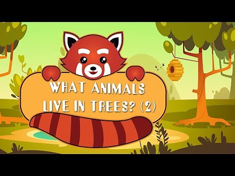 Video for Kids about Animals that live in trees - Animal Sounds and Names (2) 💚💚💚