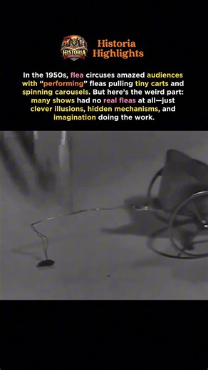 Flea Circuses: Tiny Performers or Clever Illusion?