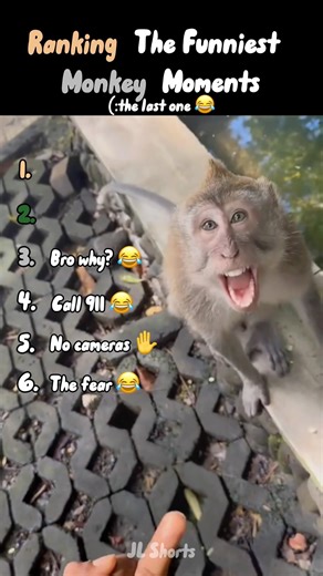 Ranking The Funniest Monkey Moments #shorts #ranking #viralvideo